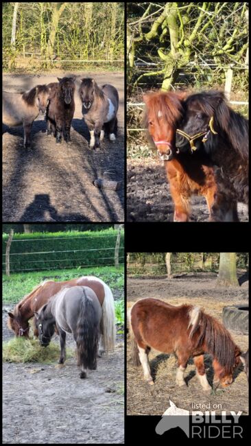 Shettyhengste!!!, Kerstin , Horses For Sale, Bakum, Image 5