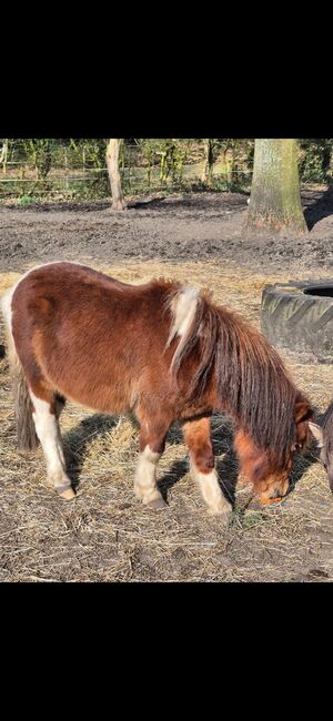 Shettyhengste!!!, Kerstin , Horses For Sale, Bakum, Image 4