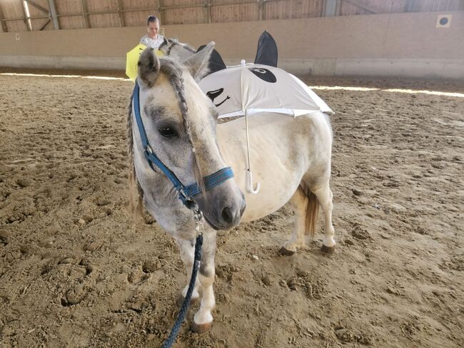 Shetty Bub, K.B.Z. verkaufspferde , Horses For Sale, Steiermark/Leibnitz , Image 3