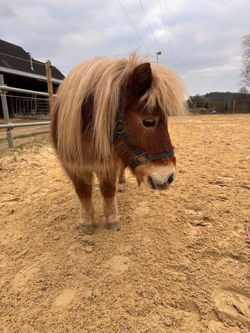 Shetty Karl, Stephanie, Horses For Sale, Lindlar