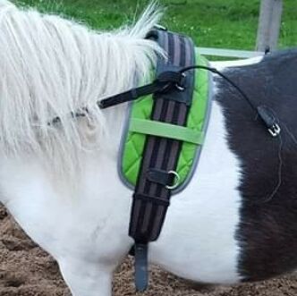 Shetty longiergurt, Busse, Mici, Lunging, Auufer