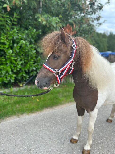 Shetty Majestro, Sport- und Freizeitpferde Fuchs, Horses For Sale, Ellgau