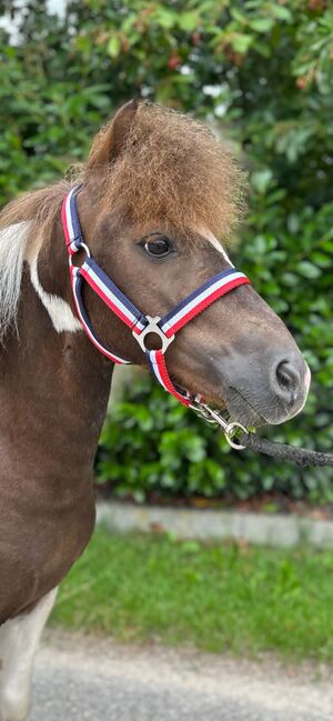 Shetty Majestro, Sport- und Freizeitpferde Fuchs, Pferd kaufen, Ellgau, Abbildung 5