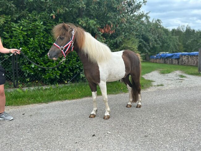 Shetty Majestro, Sport- und Freizeitpferde Fuchs, Pferd kaufen, Ellgau, Abbildung 4