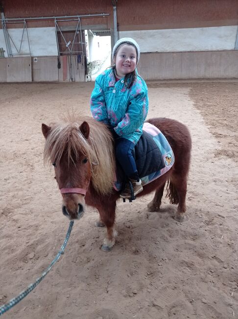 Shettystute zu verkaufen, Bianca Fath , Horses For Sale, Höheischweiler , Image 2