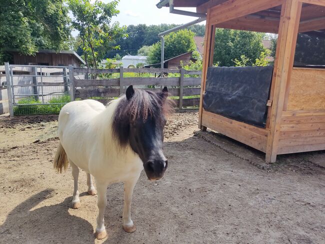 Shetty Stute Ina, M.G., Horses For Sale, Holzheim