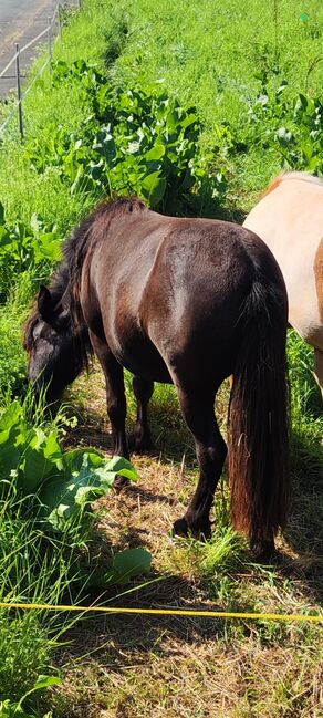 Shetty Stute original, Martin Huhn , Horses For Sale, Frankenberg (Eder), Image 3