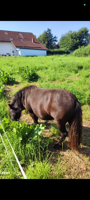 Shetty Stute original, Martin Huhn , Horses For Sale, Frankenberg (Eder)