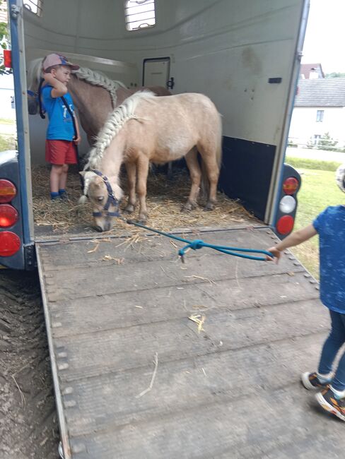 Shetty Stuten, Katja Peherstorfer, Horses For Sale, Großschönau, Image 4