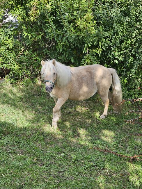 Shetty stute, Daline, Horses For Sale, Magdeburg , Image 4