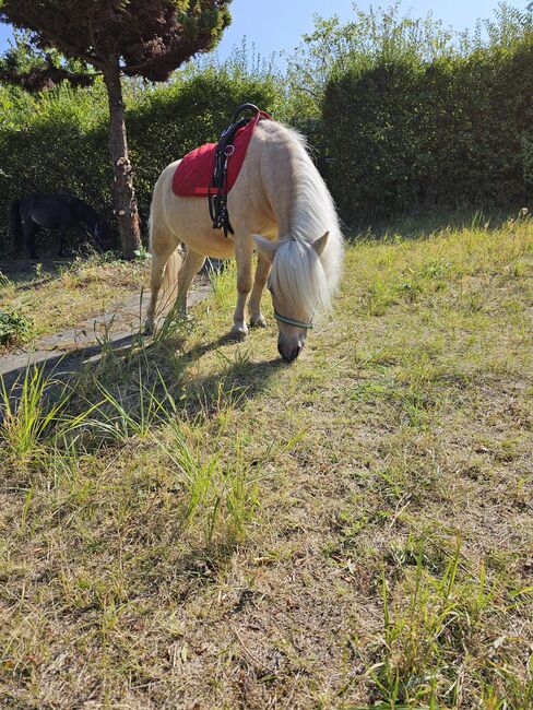 Shetty stute, Daline, Horses For Sale, Magdeburg , Image 6