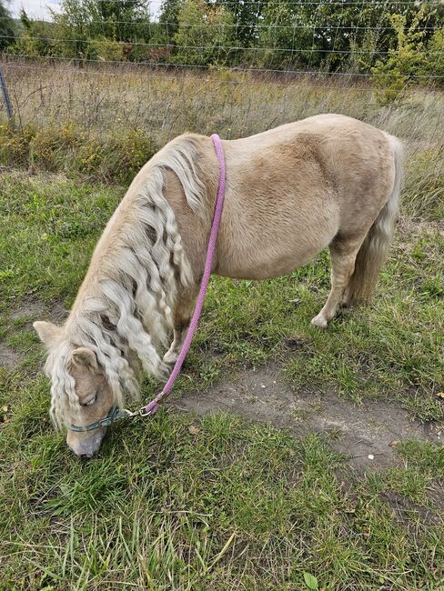 Shetty stute, Daline, Horses For Sale, Magdeburg 