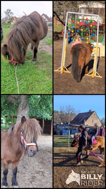 Shetty Stute, Anne, Horses For Sale, Moritzburg , Image 6