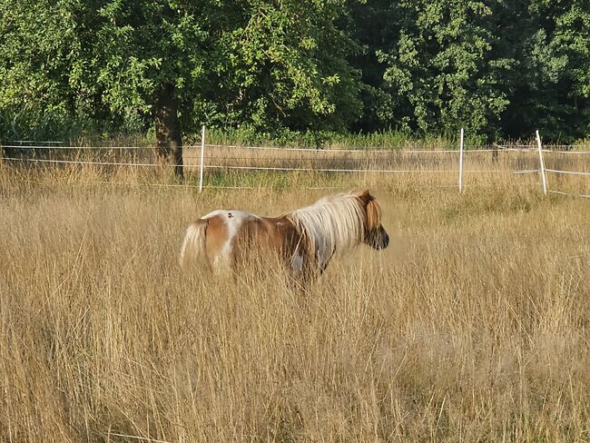 Shetty Stute, Mel, Horses For Sale, Ostbevern , Image 4