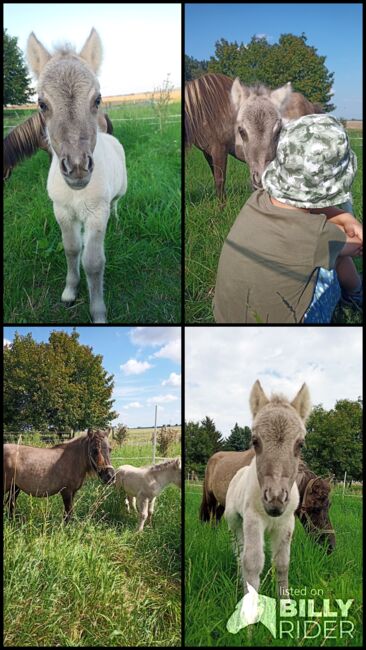 Shetty Stute mit Fohlen shetland Pony, V. Köhler , Horses For Sale, Sornzig-Ablaß, Image 9