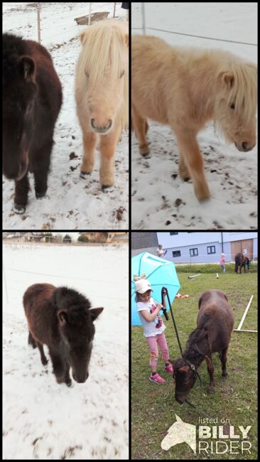 Shetty Stuten, Katja Peherstorfer, Horses For Sale, Großschönau, Image 6