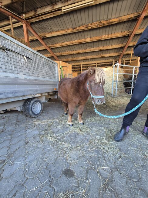 Shetty Stuten, Yvonne Feuerer , Horses For Sale, Achern , Image 11