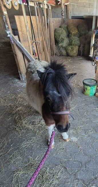 Shetty Stuten, Yvonne Feuerer , Horses For Sale, Achern , Image 3