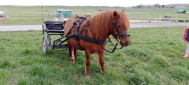 Shetty-Mix Stute, Stefanie Schmiedgen, Horses For Sale, Wachau, Image 2