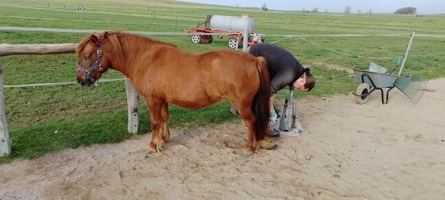 Shetty-Mix Stute, Stefanie Schmiedgen, Horses For Sale, Wachau, Image 3