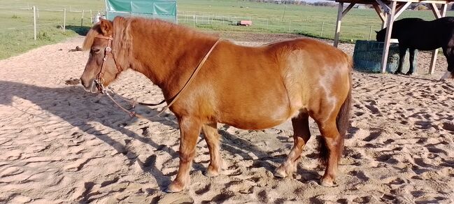 Shetty-Mix Stute, Stefanie Schmiedgen, Horses For Sale, Wachau, Image 4