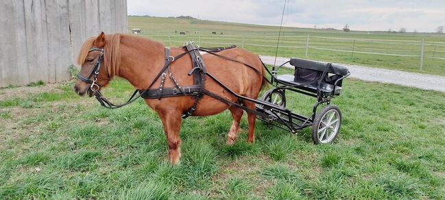 Shetty-Mix Stute, Stefanie Schmiedgen, Horses For Sale, Wachau, Image 6