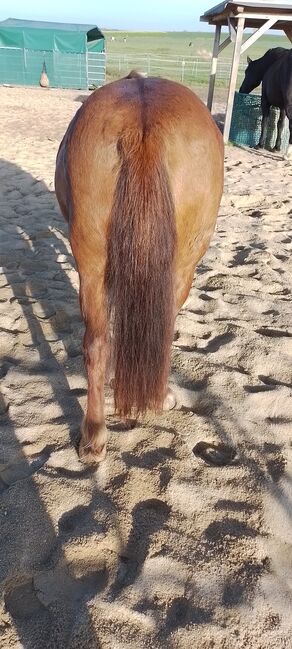 Shetty-Mix Stute, Stefanie Schmiedgen, Horses For Sale, Wachau, Image 9