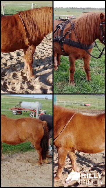 Shetty-Mix Stute, Stefanie Schmiedgen, Horses For Sale, Wachau, Image 11