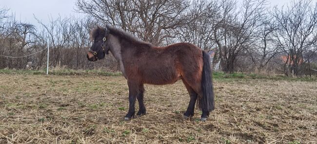 Shetty Wallach, 5 jährig, Katharina , Horses For Sale, Rechnitz, Image 2