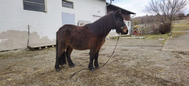 Shetty Wallach, 5 jährig, Katharina , Horses For Sale, Rechnitz, Image 4