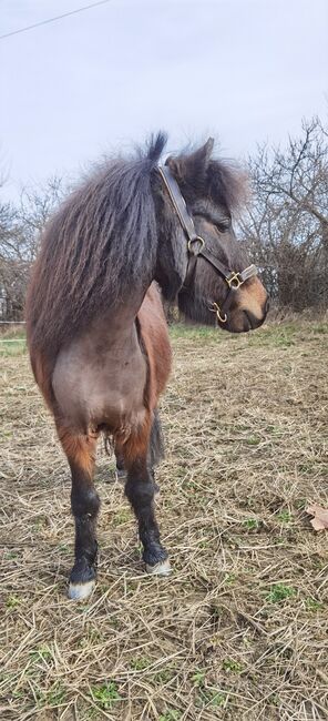 Shetty Wallach, 5 jährig, Katharina , Horses For Sale, Rechnitz, Image 8