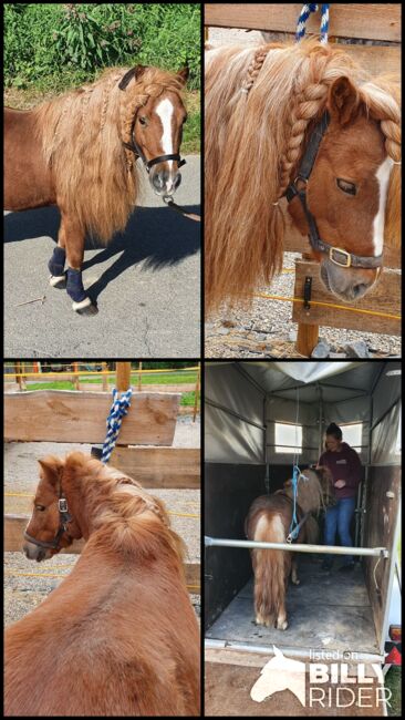 Shettywallach abzugeben, Anna , Horses For Sale, Straß in Steiermark, Image 7