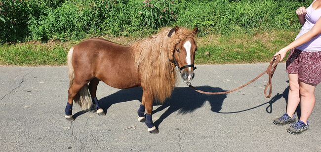 Shettywallach abzugeben, Anna , Horses For Sale, Straß in Steiermark