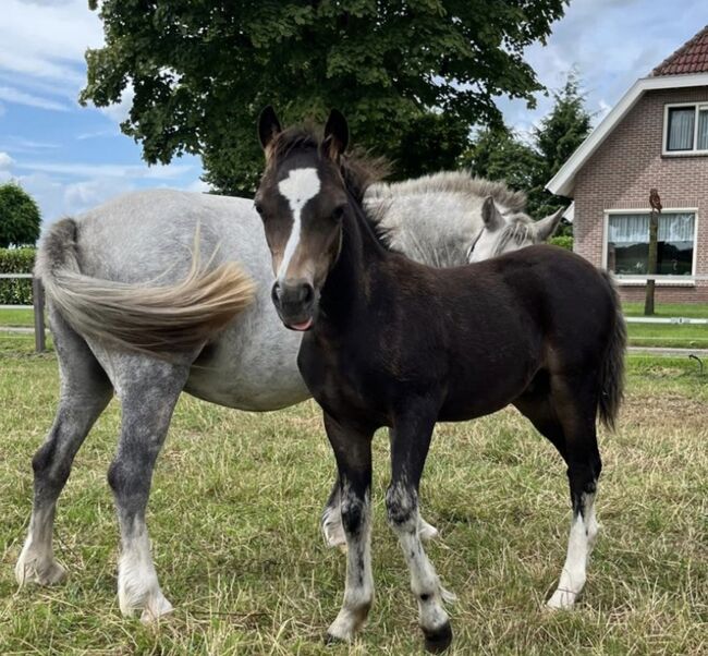 Shetty*s 35 Stück ab 475 Euro Zuchtaufgabe, Manuel, Horses For Sale, Andervenne