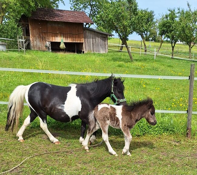 Shetty hengst, Daniela, Horses For Sale, Schildorn 