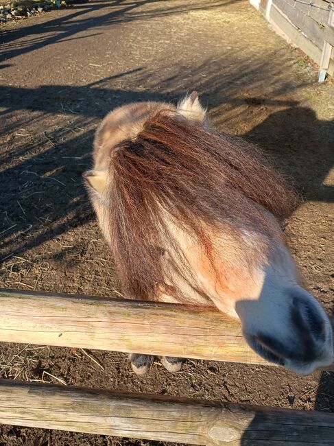 Shetty Hengst, Wiester , Horses For Sale, Eitting