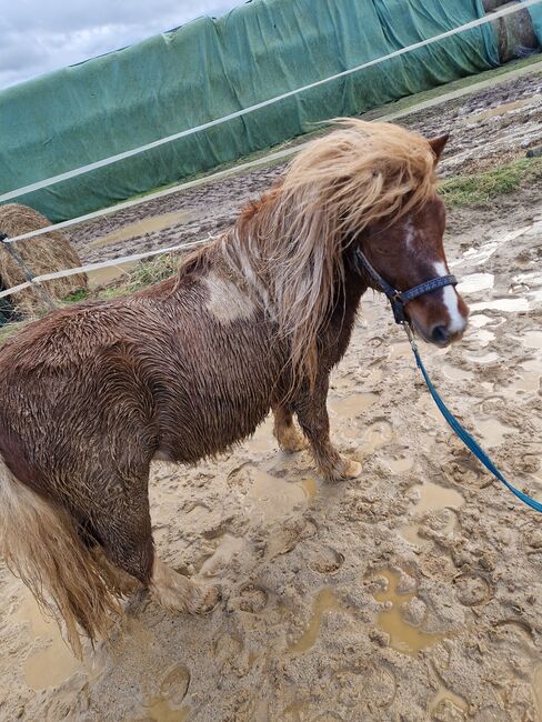 Shetty Hengst, Katinka Gelzenleuchter , Horses For Sale, Wetzlar 