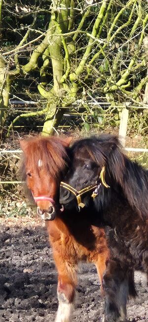 Shettyhengste!!!, Kerstin , Horses For Sale, Bakum, Image 2