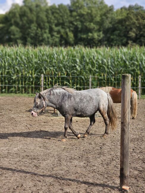 Shetty Stute 104cm, Mel, Horses For Sale, Ostbevern , Image 3