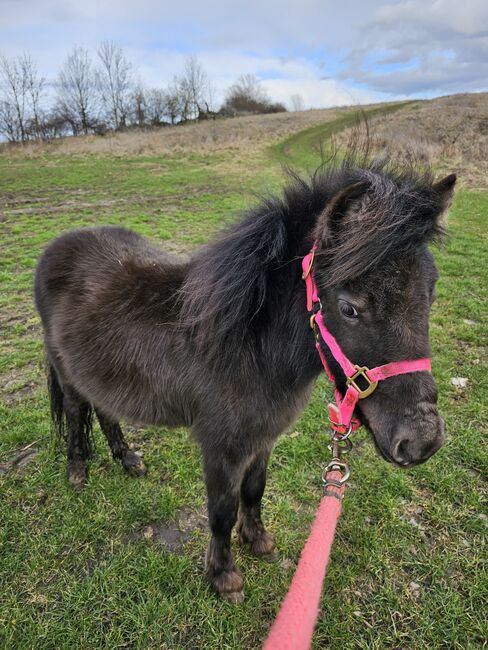 Shetty stute, Daline, Horses For Sale, Magdeburg 