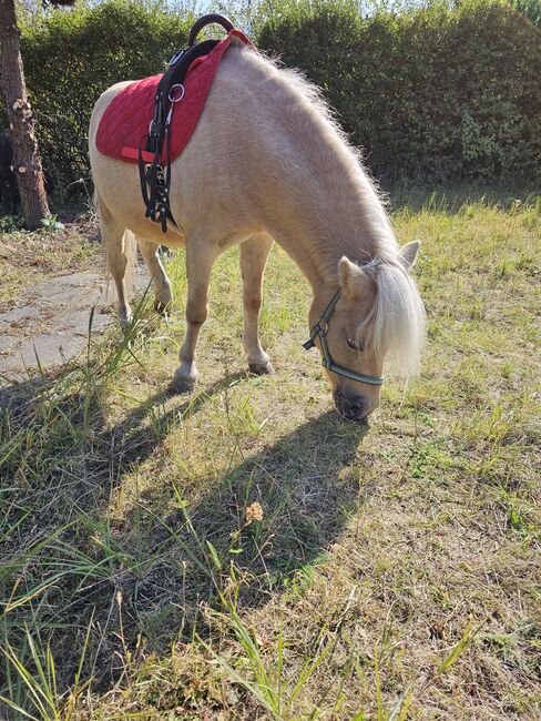 Shetty stute, Daline, Horses For Sale, Magdeburg , Image 5