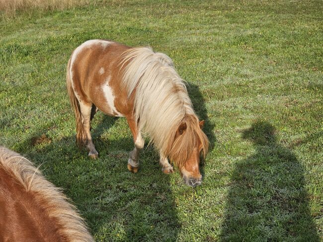 Shetty Stute, Mel, Horses For Sale, Ostbevern , Image 5