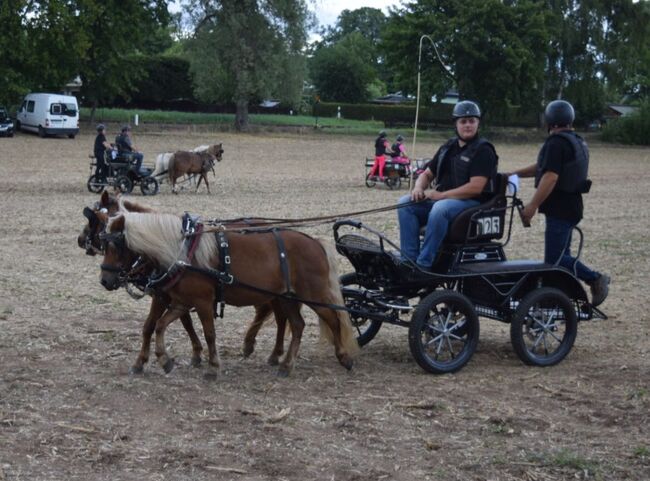 Shetty Stute, Christian Blosfeld, Horses For Sale, Sangerhausen , Image 2