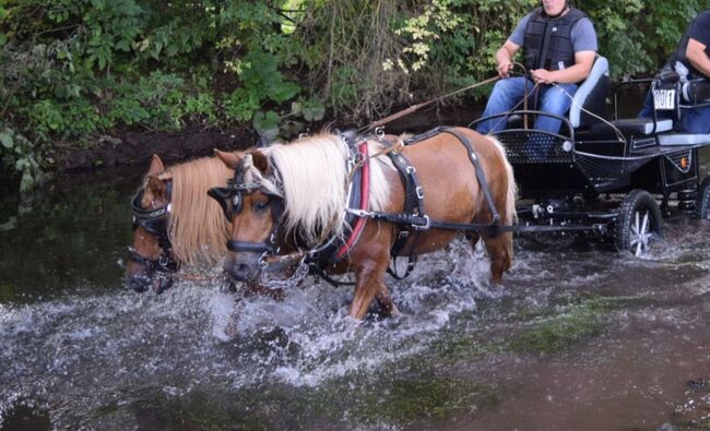 Shetty Stute, Christian Blosfeld, Horses For Sale, Sangerhausen , Image 3