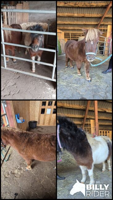 Shetty Stuten, Yvonne Feuerer , Horses For Sale, Achern , Image 12