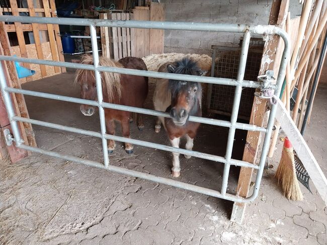 Shetty Stuten, Yvonne Feuerer , Horses For Sale, Achern 