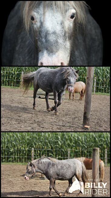 Shetty Stute 104cm, Mel, Pferd kaufen, Ostbevern , Abbildung 4