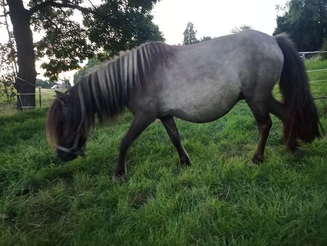 Shetty Stute mit Fohlen shetland Pony, V. Köhler , Pferd kaufen, Sornzig-Ablaß, Abbildung 8