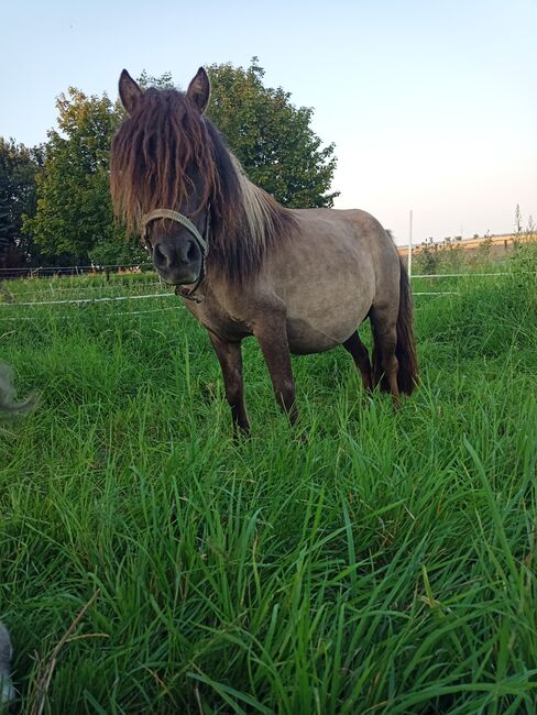 Shetty Stute mit Fohlen shetland Pony, V. Köhler , Pferd kaufen, Sornzig-Ablaß, Abbildung 3