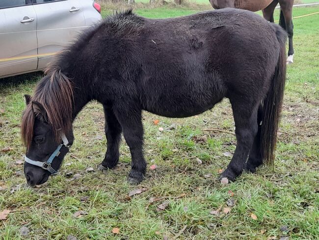 Shetty+Kutsche, Denis dachman, Horses For Sale, Neustadt